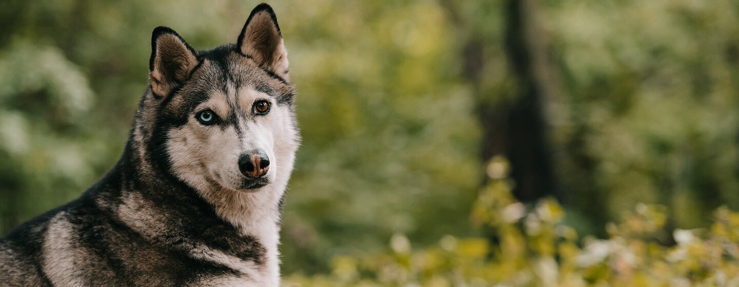 Siberian husky hot sale wolf dog breeds